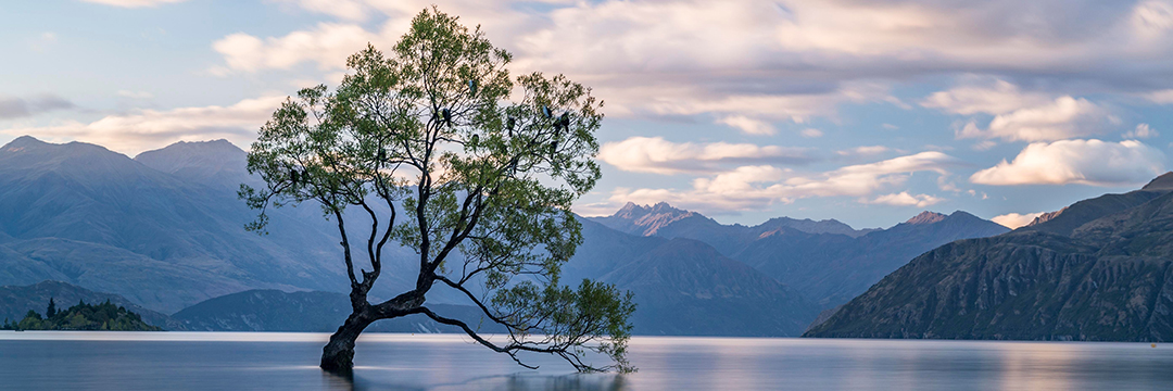 Bild mit einem Baum der im Wasser steht
