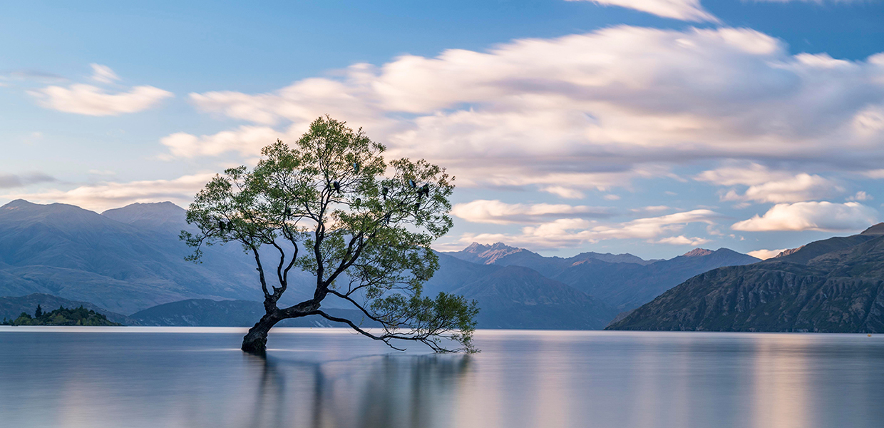 Bild mit einem Baum der im Wasser steht